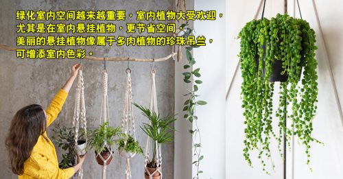 ◤品味生活◢ 室内悬挂植物 新手也能养活