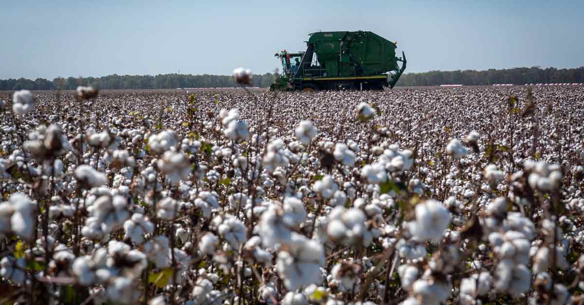 美国棉花期货创下10年最高价位。