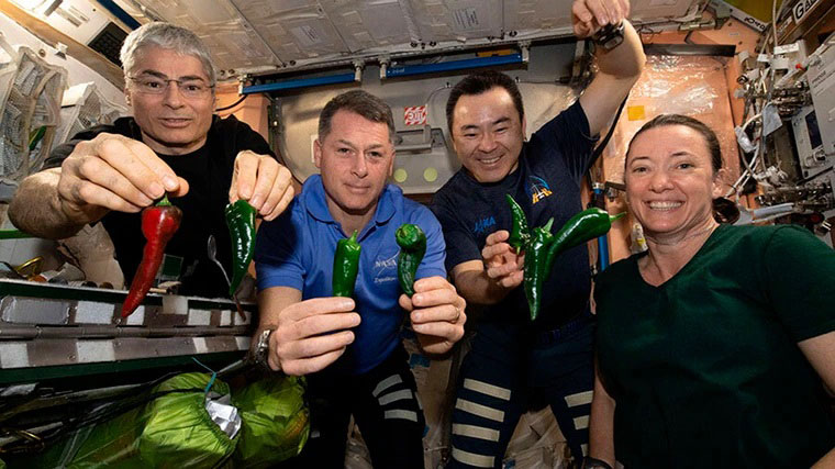 太空人展示在太空里种植出来的辣椒。（美联社）