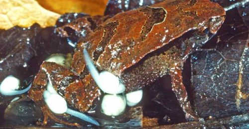 澳洲新品种青蛙  爸爸会随身带小蝌蚪