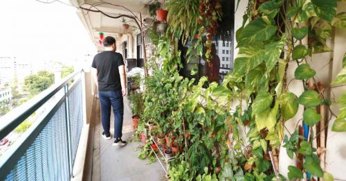 组屋2户奇葩居民  走廊打造迷你植物园