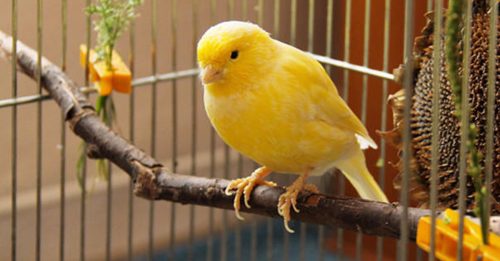 鸳鸯贼偷2金丝雀 还在超市干案 被判入狱