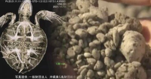 日本首例 海龟吞火山石亡