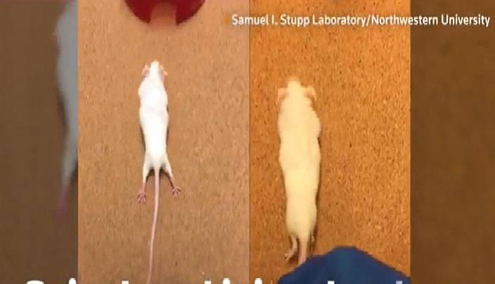 科学家对四肢瘫痪的白老鼠注射新药，使其能恢复行走。