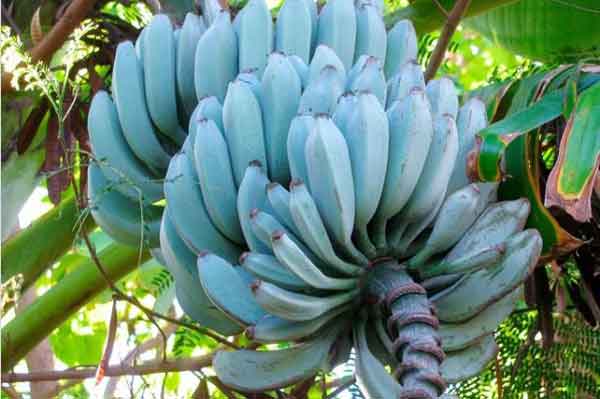 未摘割的爪哇蓝蕉。