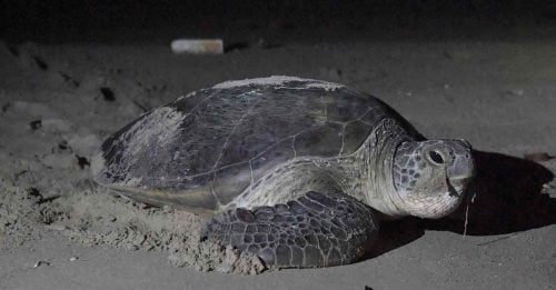登州议会通过修法 禁卖海龟蛋且加重罚