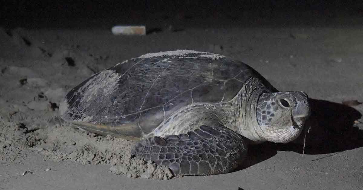 登州政府修法进一步升级保护海龟行动。
