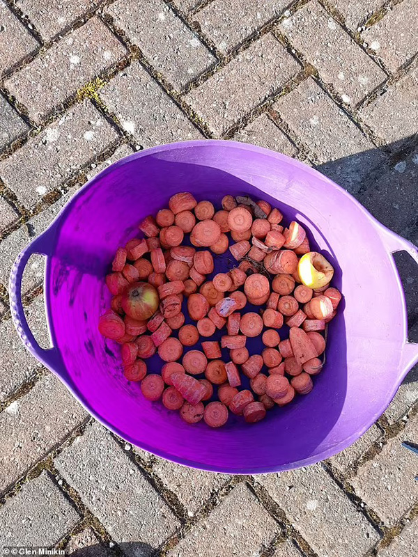 库克在地上找到多个红萝卜头。