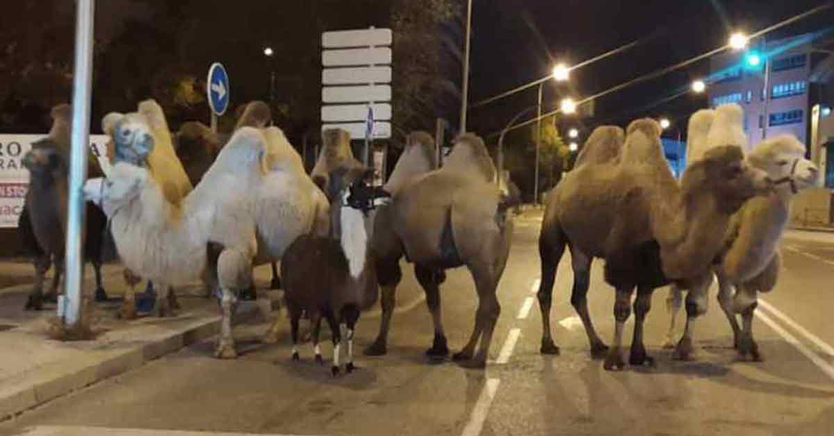 西班牙Quiros马戏团有8只骆驼和1只美洲驼，集体逃到街上。