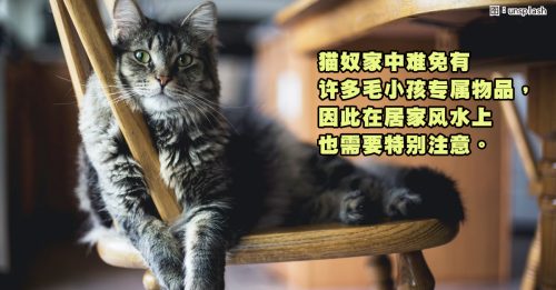【寵物風水】貓奴居家風水5大秘訣