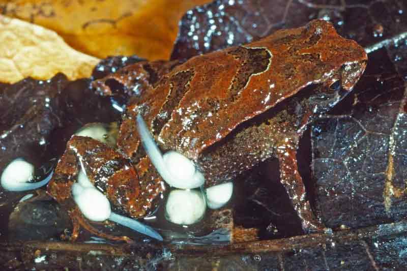 这种新青蛙被命名为Assa wollumbin。