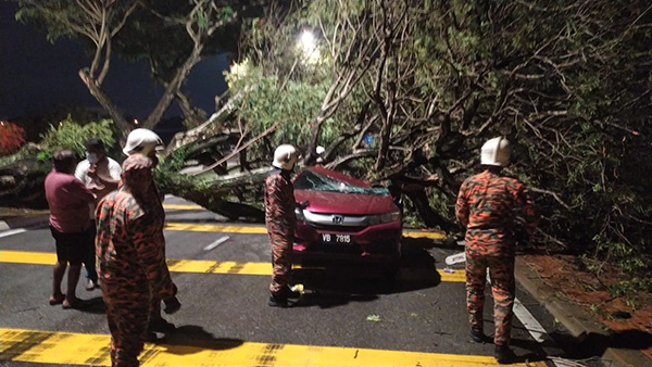 消拯员到场救援，锯断大树，并将树干及轿车移至安全地方。