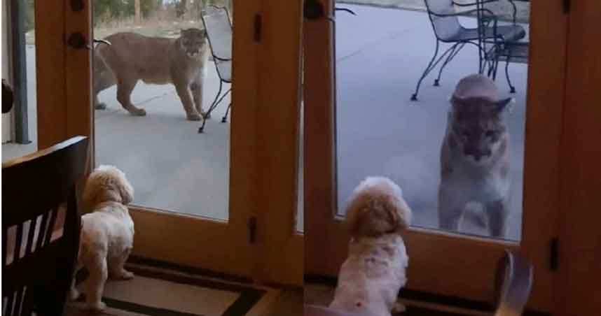 美国科罗拉多州一名女子的爱犬，不停盯着露台的美洲狮。
