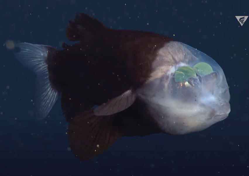 太平洋桶眼鱼的头部透明，眼球方向可以随意转动，不影响进食能力，透明组织有助于眼睛收集深海的微弱光线。
