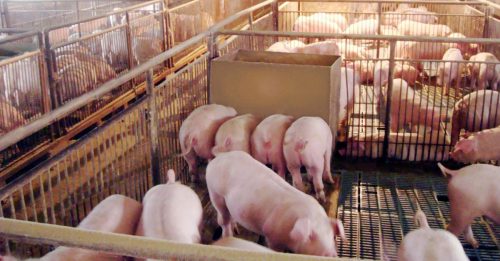 日本养猪场爆发猪瘟 1万1900头猪只 扑杀！