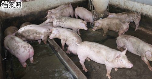 猪瘟区若增 猪肉将短缺 禽总：甲毁猪暂不影响全国