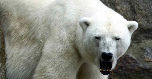 欧洲最老北极熊 柏林动物园去世