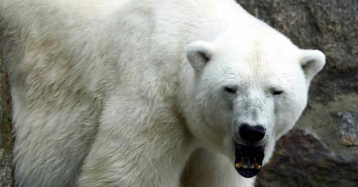 全欧洲最年长的北极熊“卡秋莎”，以37岁高龄辞世。图摄于2016年。（法新社）