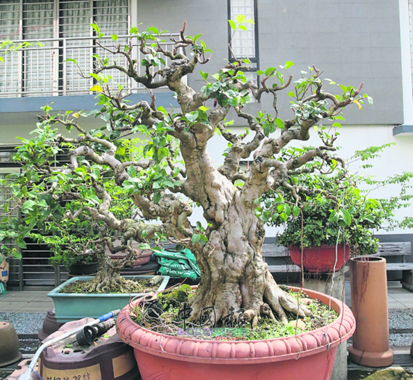 盆栽基本树型之一直干（四季春），笔直粗壮的主干，根盘有力地向四面八方展开。