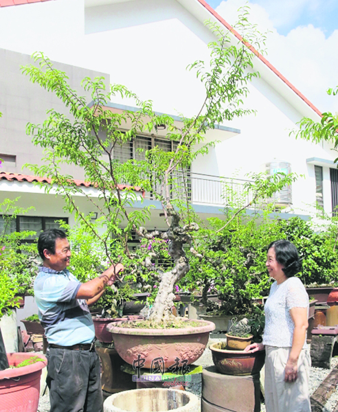 盆栽是林輝雄和太太彭寶球的日常話題。