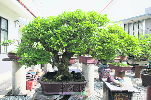 准备明年参展的毛朴盆栽（约30年树龄），此盆栽被选为马来西亚盆景雅石协会2022年8月份月历照片。