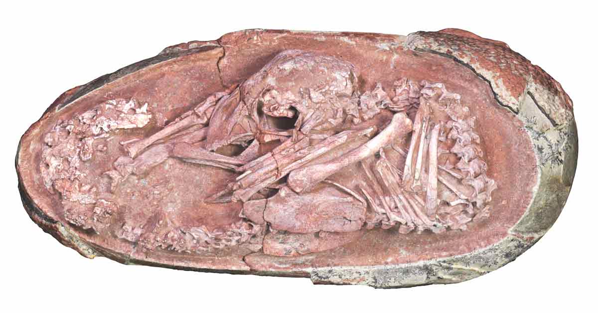 “恐龙胚胎”化石取名为“Baby Yingliang（英良贝贝）”。（法新社）

