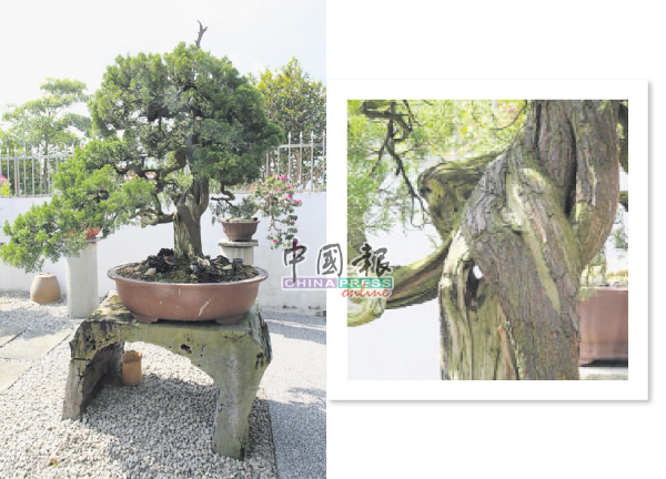 逾30年樹齡的台灣真柏有明顯的舍利幹（指樹皮剝落，樹幹部分木質化），看出三種顏色：木頭白、葉片綠、樹身紅。