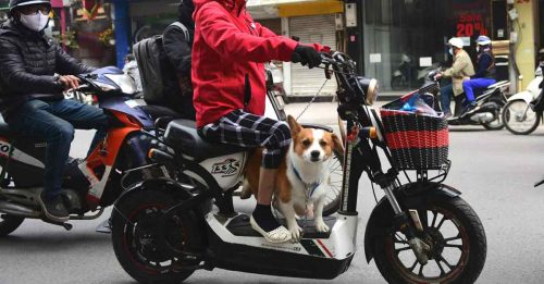 越观光大城开首枪 将逐步停售猫狗肉