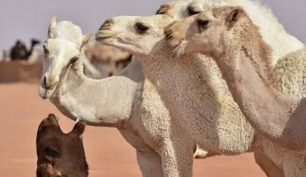 沙地阿拉伯有超过40只骆驼在选美比赛中被发现作弊遭取消资格。