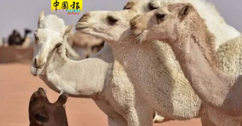 动物选美也疯整形 沙地逾40只骆驼偷打肉毒遭除名