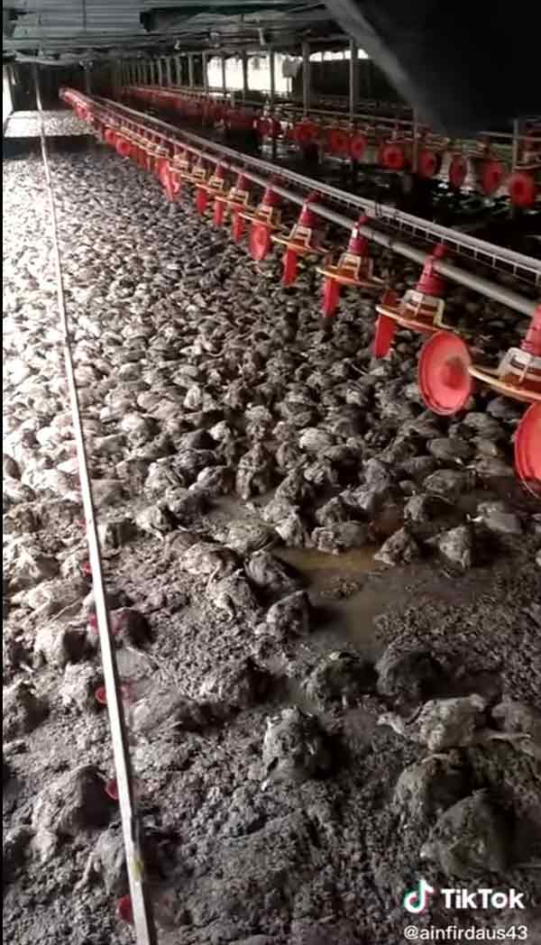 养鸡场内遍布鸡尸。