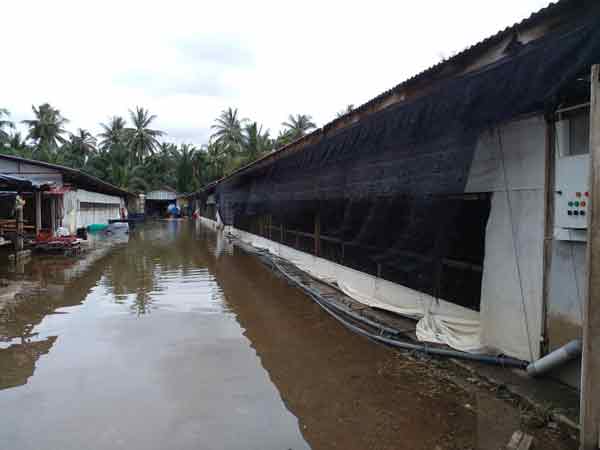 菲特里的养鸡场水还未退完。
