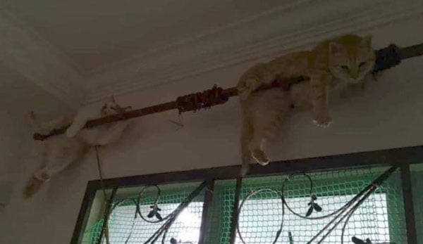 爆发洪水时，灾黎养在家中的6只猫，紧抓住窗帘杆保命。（MalaysiaGazette照片）