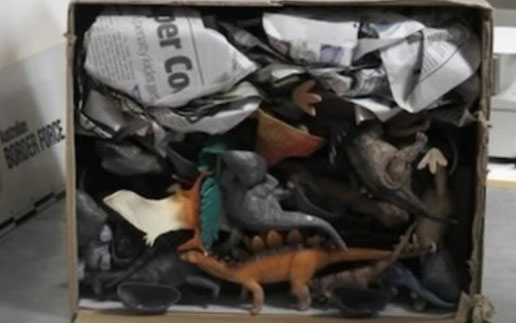 澳洲边境检查署近日破获一宗野生动物走私案件，涉案人将7只蓝舌蜥蜴隐藏于一批玩具恐龙当中。