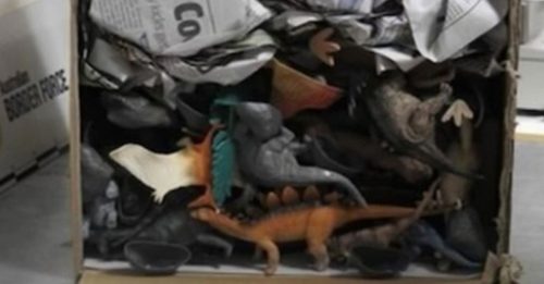 玩具恐龙掩护蜥蜴 澳洲截获 野生动物走私包裹