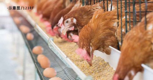 生鸡顶价太低 鸡农成本高 农历新年后 吃贵鸡