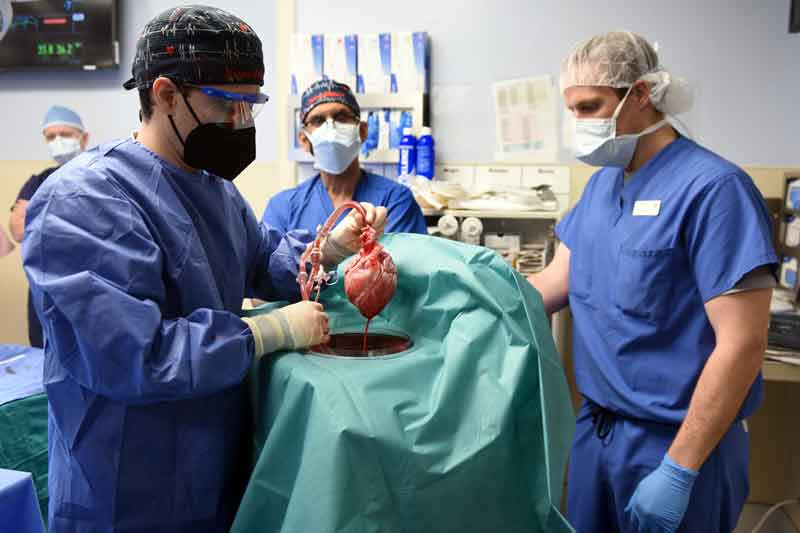马里兰大学医学中心医生展示将移植到病患身上的猪心。（美联社）