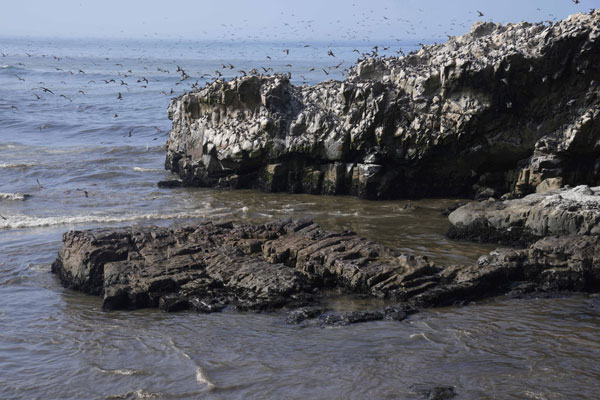 秘鲁卡亚俄文塔尼利亚卡韦罗海滩的岩石布满油污。（美联社）