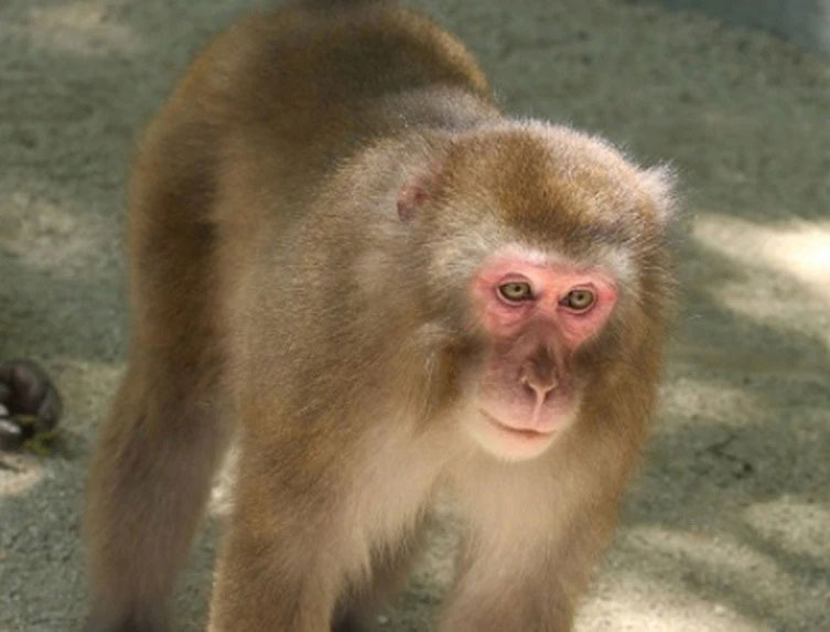 日本狝猴“猴女王”Yakei身陷三角恋中。