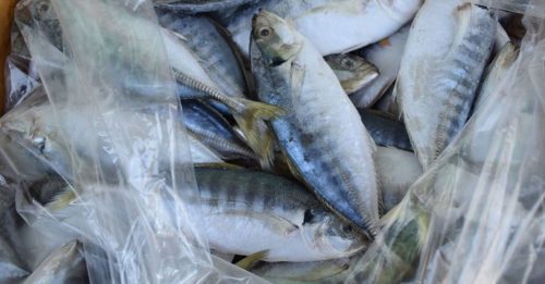 泰国入口海产没准证 9000石拉鱼遭充公