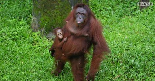 大马WWF与沙巴大学合作 研究用AI保育沙巴人猿