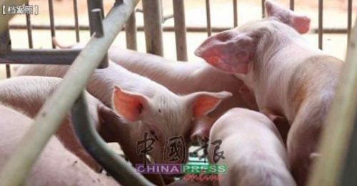 再有2农场染猪瘟 毁猪增至1万6000头