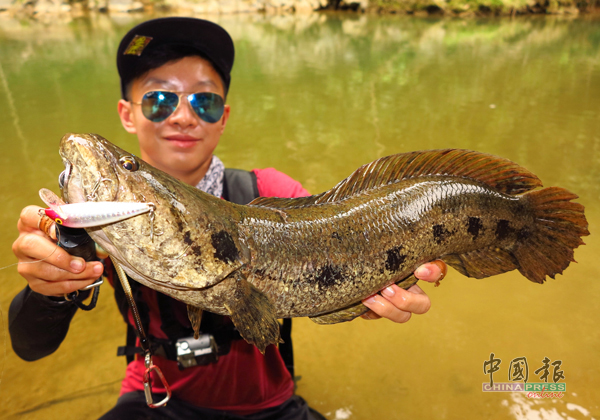 来自新加坡的少年钓手Jayce Lim使用Rapala Countdown沉性鲦饵，在溪流上游的水潭掳获这尾大尖头斑。