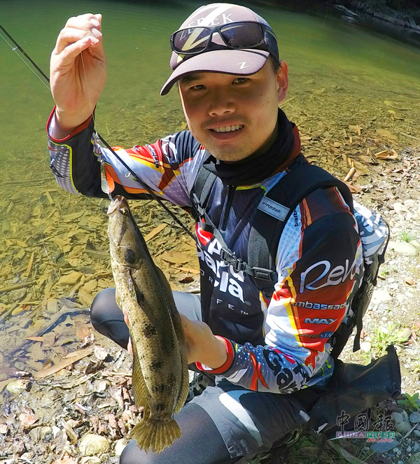 Kah Sin使用的ABU Island亮片假饵对付大部分山河鱼类都很有效，包括隐居在山河里的尖头斑。