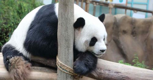 国家动物园建议政府 熊猫租期 再延3年