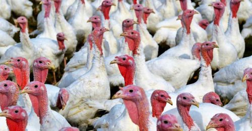 法国火鸡牧场 爆发禽流感 全国扑杀超过60万