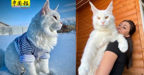 俄罗斯巨无霸宠物猫 重逾12公斤压垮主人