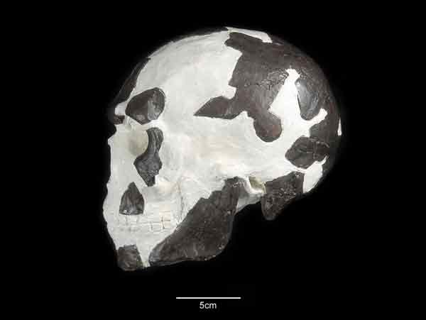 1967年出土的基比许奥莫人头骨重建图。