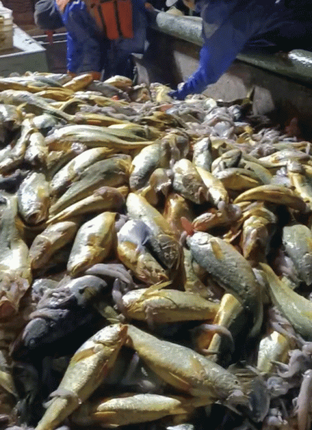 船员们喜上眉梢一网捕获逾2000公斤野生大黄鱼。