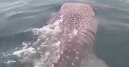 巨型鲸鲨惊现沙海域  目击者兴奋不已